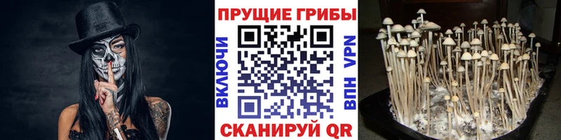 Псилоцибиновые грибы мицелий  Осинники 